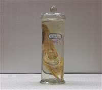 藏品(平面黃魴鮄)的圖片